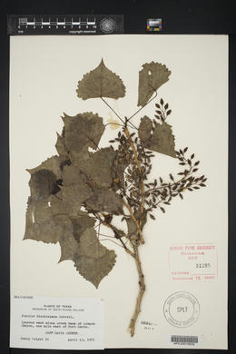 Populus hinckleyana image