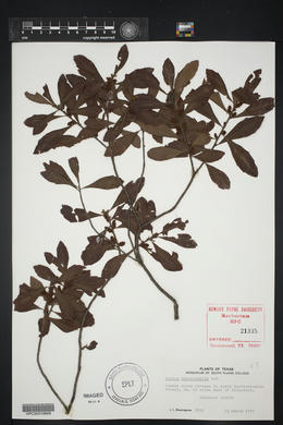 Myrica heterophylla image