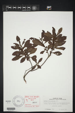 Myrica heterophylla image