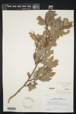 Quercus havardii image