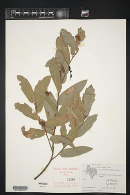 Quercus emoryi image