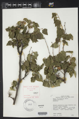 Morus microphylla image