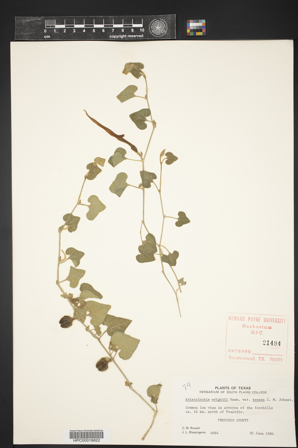 Aristolochia wrightii var. texana image