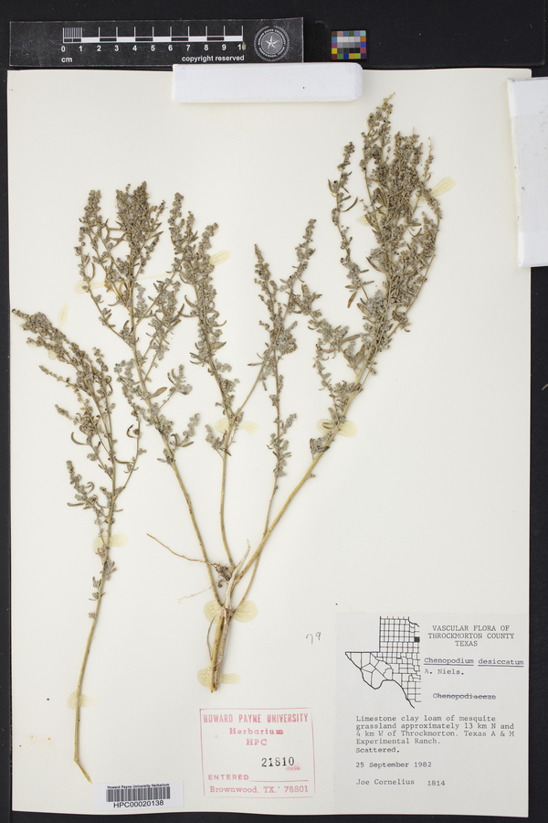 Chenopodium desiccatum image