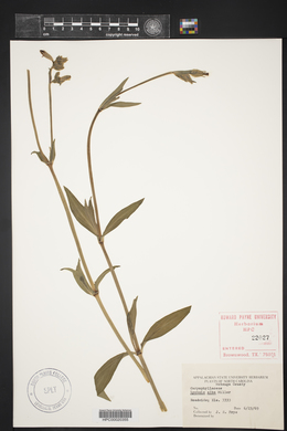 Silene latifolia image