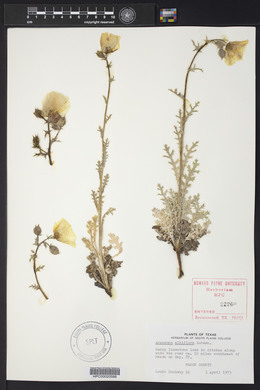 Argemone albiflora image