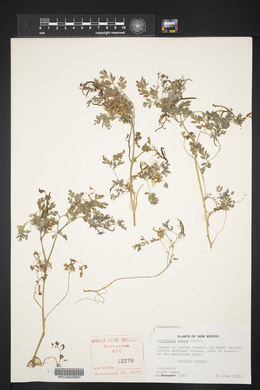 Corydalis aurea image