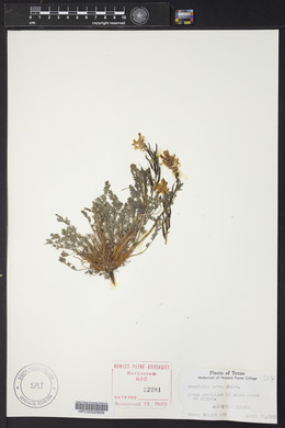 Corydalis aurea image