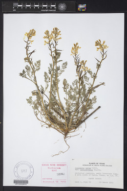 Corydalis aurea subsp. occidentalis image