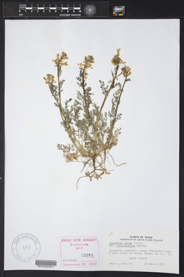 Corydalis aurea image