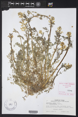 Corydalis aurea image