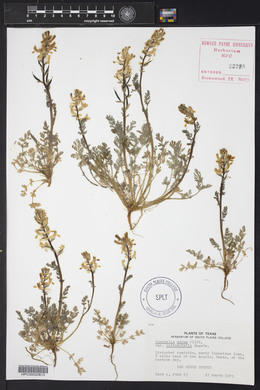 Corydalis aurea image