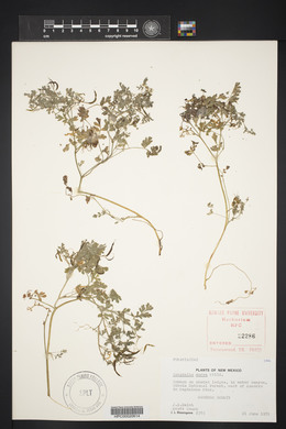 Corydalis aurea image