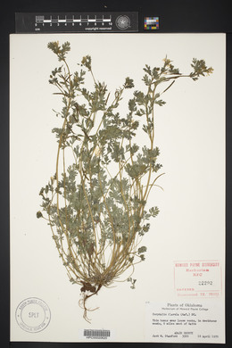 Corydalis flavula image