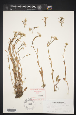 Cardamine bulbosa image