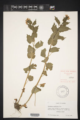 Cardamine cordifolia image