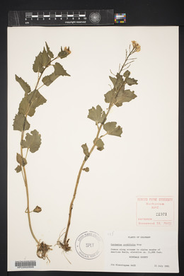 Cardamine cordifolia image