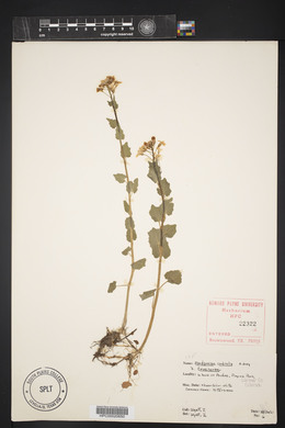 Cardamine cordifolia image