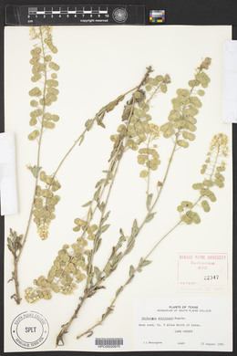 Dimorphocarpa wislizeni image