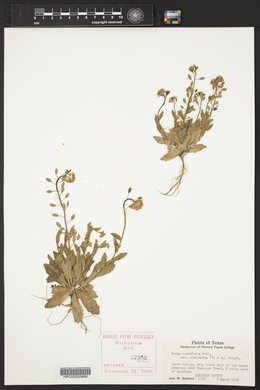 Draba cuneifolia image