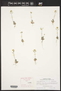 Draba cuneifolia image