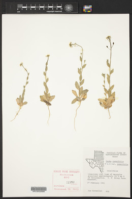 Draba cuneifolia image