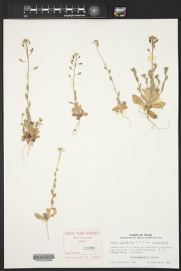 Draba cuneifolia image