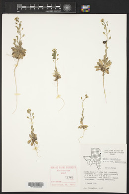 Draba cuneifolia image