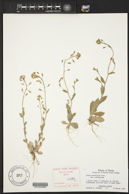 Draba cuneifolia image