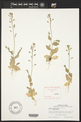 Draba cuneifolia image