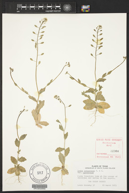 Draba cuneifolia image