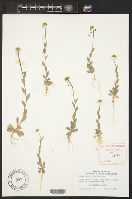 Draba cuneifolia image