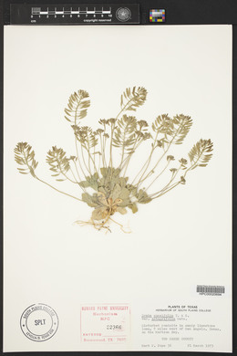 Draba cuneifolia image