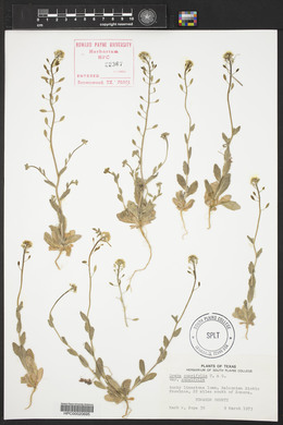 Draba cuneifolia image