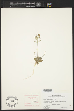 Draba cuneifolia image