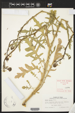 Eruca vesicaria subsp. sativa image