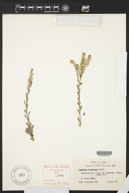 Lepidium austrinum image