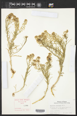 Lepidium montanum image