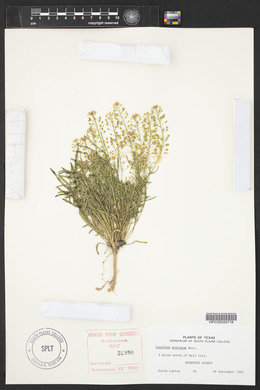 Lepidium montanum image