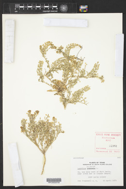 Lepidium montanum image