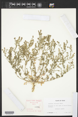 Lepidium oblongum image