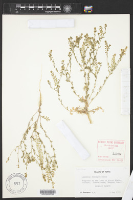 Lepidium oblongum image