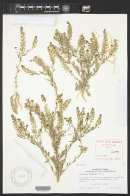 Lepidium oblongum image