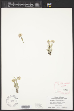 Physaria mcvaughiana image