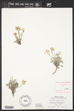 Physaria mcvaughiana image