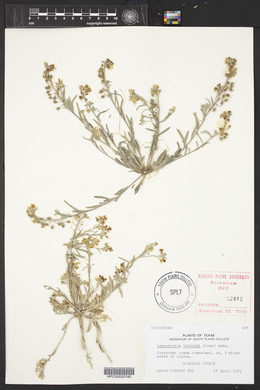 Physaria gordonii image