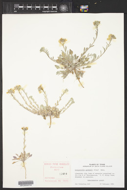 Physaria gordonii image