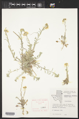 Physaria gordonii image