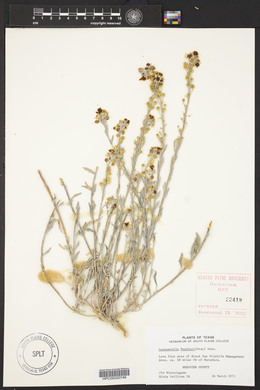 Physaria fendleri image