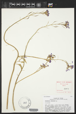 Raphanus raphanistrum subsp. sativus image